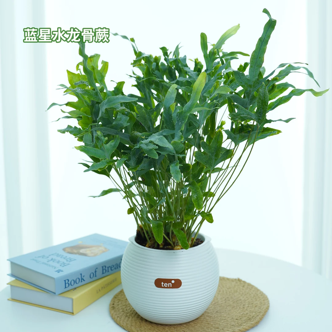 蓝星水龙骨蕨类水培植物室内外多年生耐阴四季常青绿植物盆栽阳台