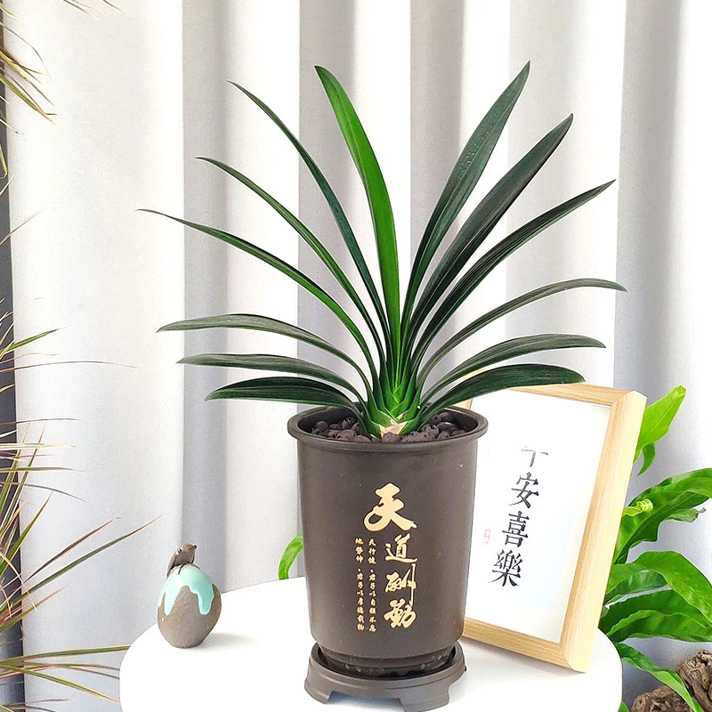闽艺花匠君子兰盆栽小苗花卉植物室内易活绿植好养高端盆景叶片