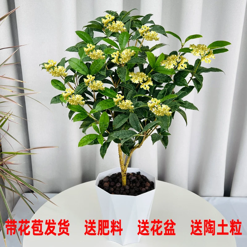 四季桂花盆栽开花花苞卉阳台庭院好养的耐冻的室内露天盆栽植物