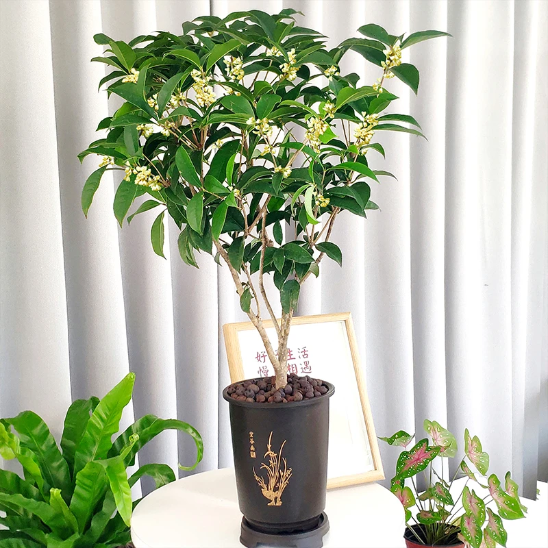 闽艺花匠四季桂花树苗花卉八月桂浓香型室内好养桌面绿植好养花卉