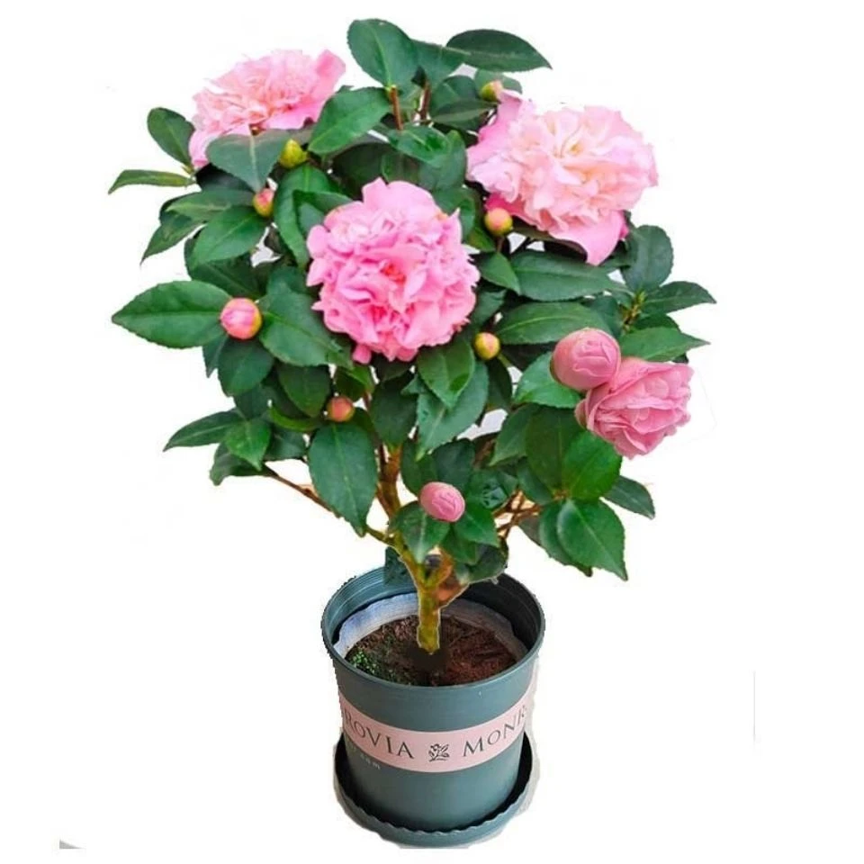 带花苞香妃山茶盆栽正品浓香型树苗赤丹茶花阳台耐寒老桩花卉