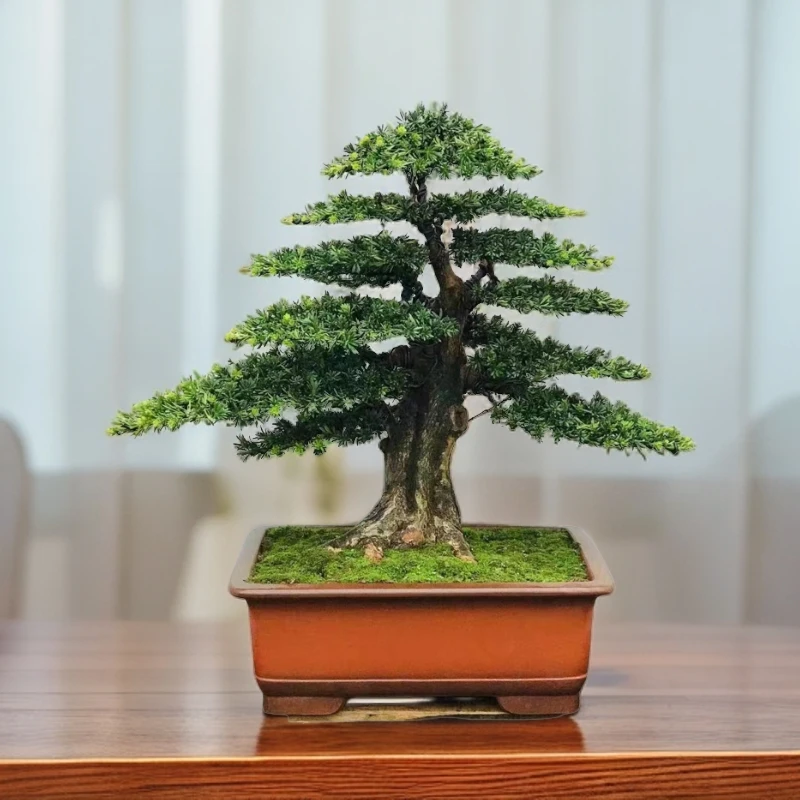 造型罗汉松盆景，老桩罗汉松，室内室外好养活，直播间一物一拍