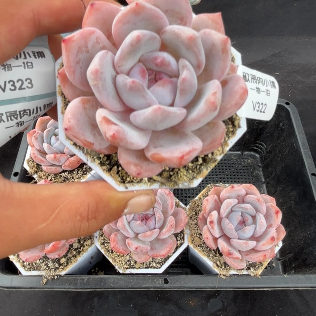 多肉植物  橙梦露单头冠幅6  322 量拍随机一颗