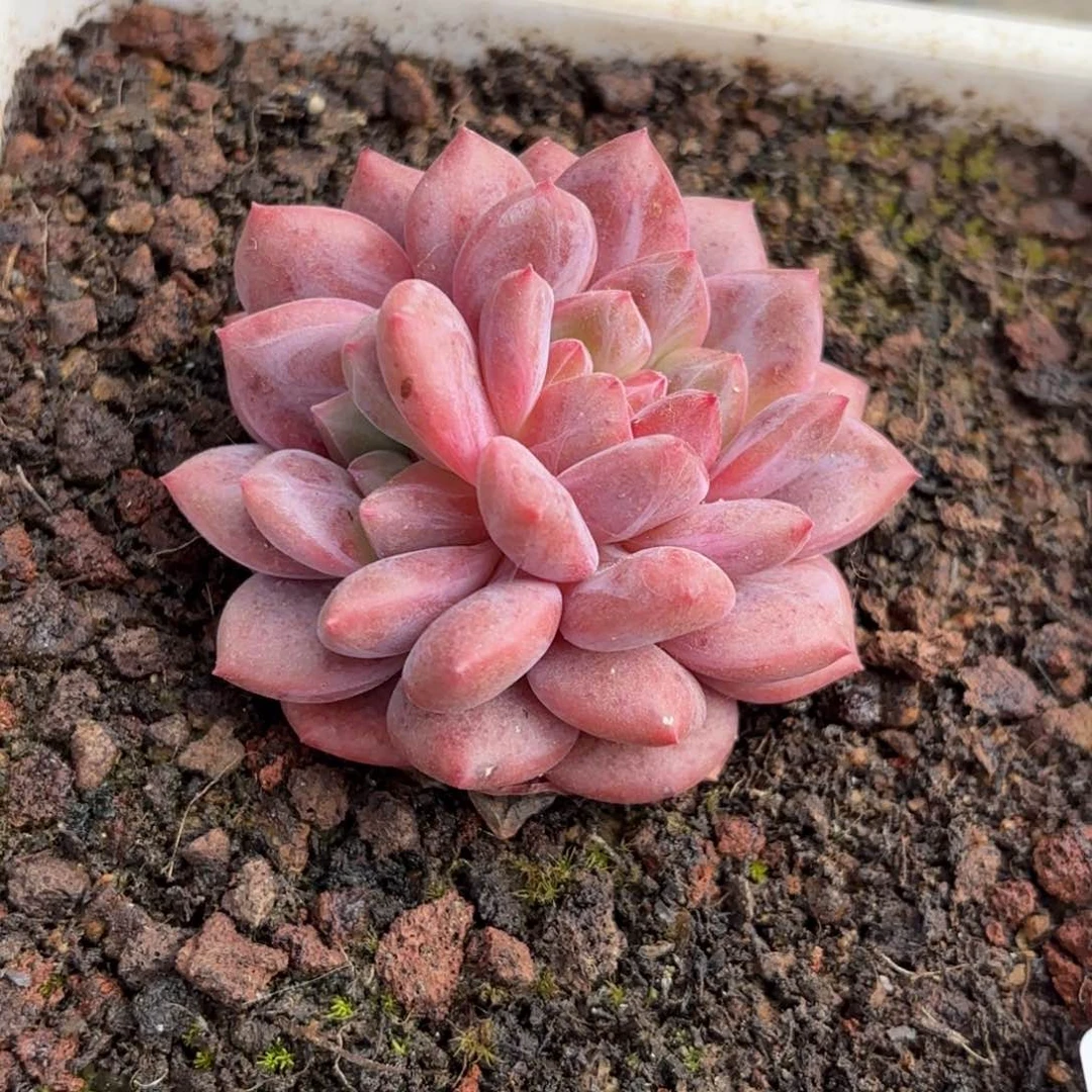 菟多肉植物  334  爱丽尔双头