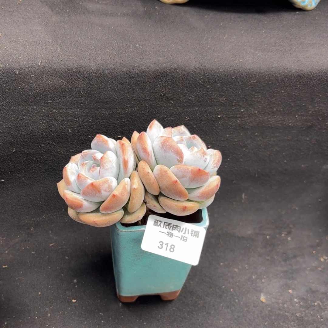 多肉植物  星影双头  冠幅8 318