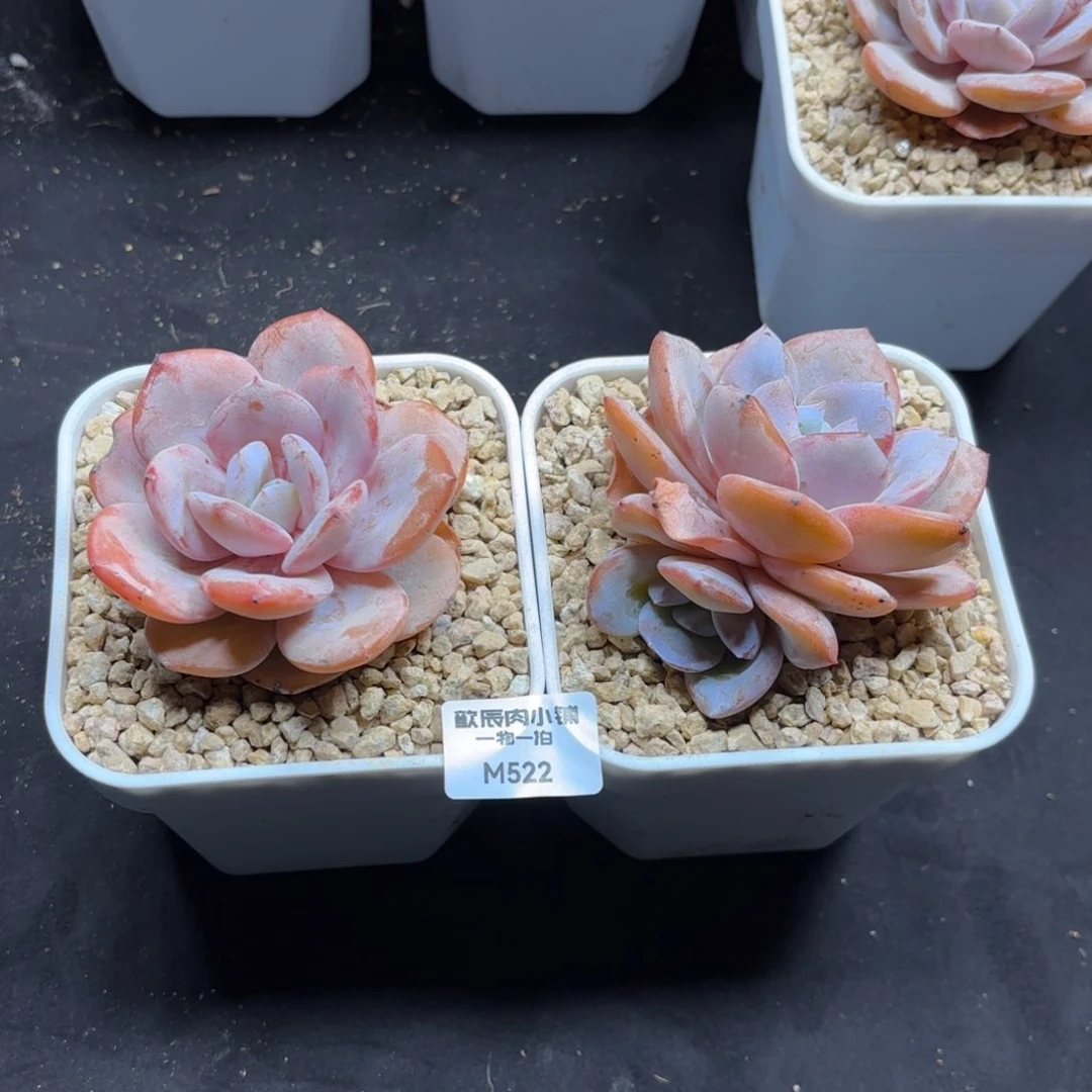 诺*多肉植物  522  冠幅9  两颗奶茶