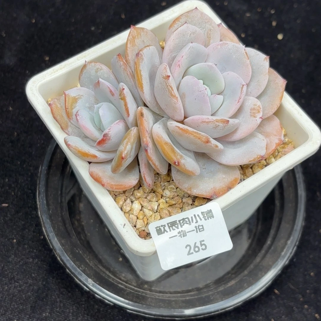 歪***歪多肉植物  265  冠幅8 奶茶