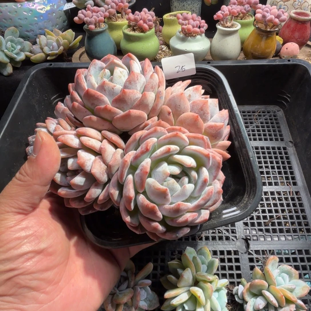 多肉植物   橙梦露群  25
