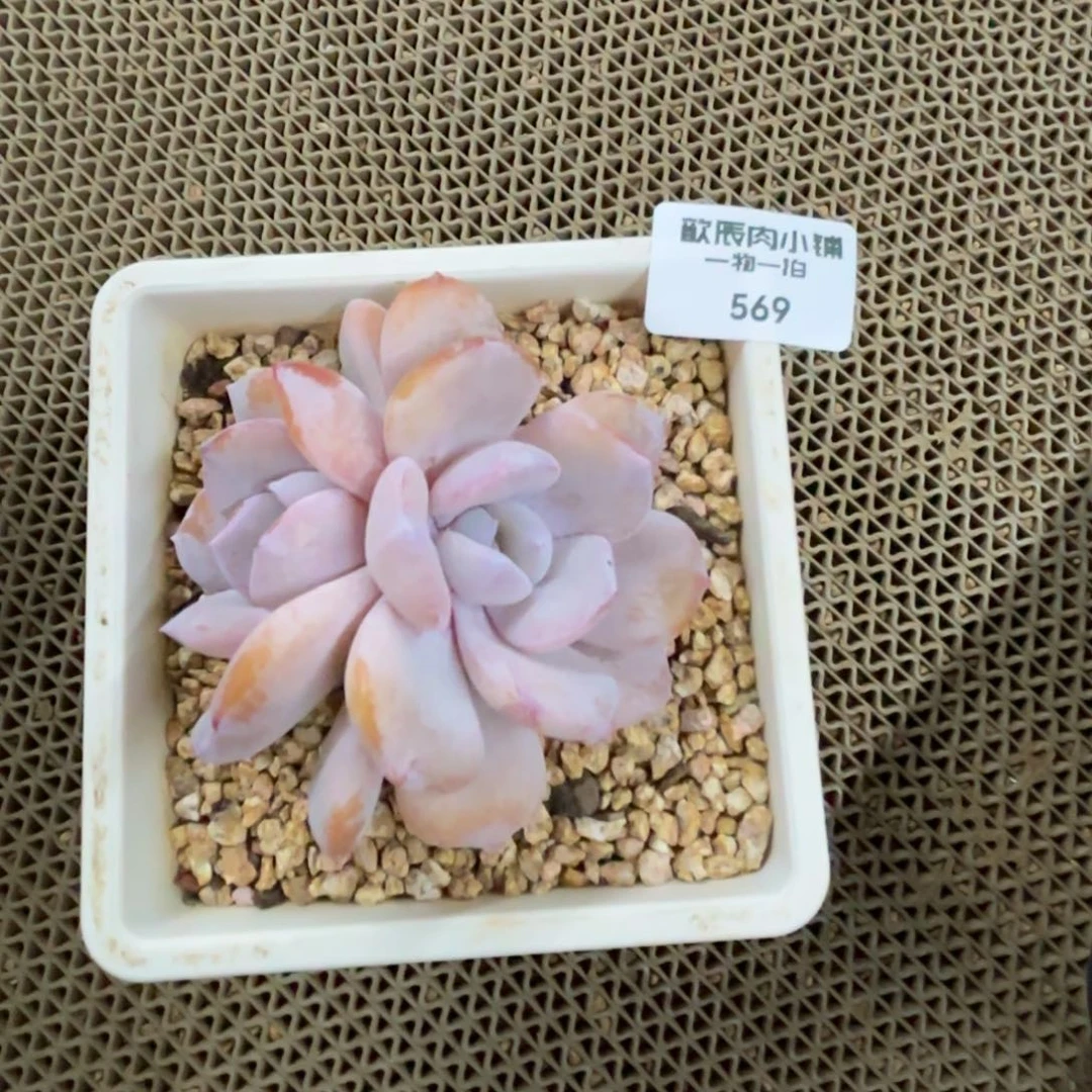 多肉植物  奶茶双头  569