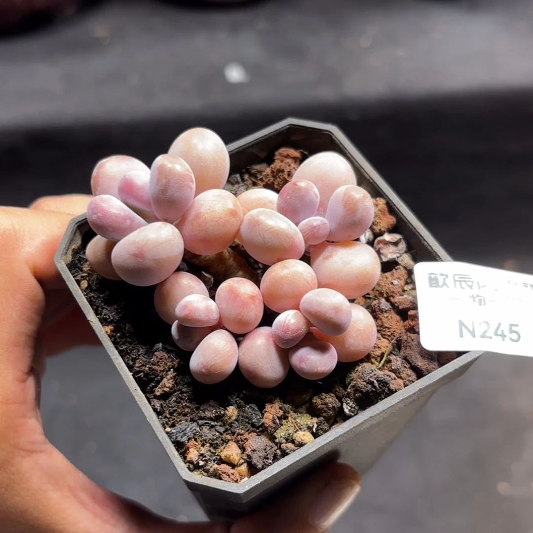 多肉植物  桃蛋小群  冠幅5  245