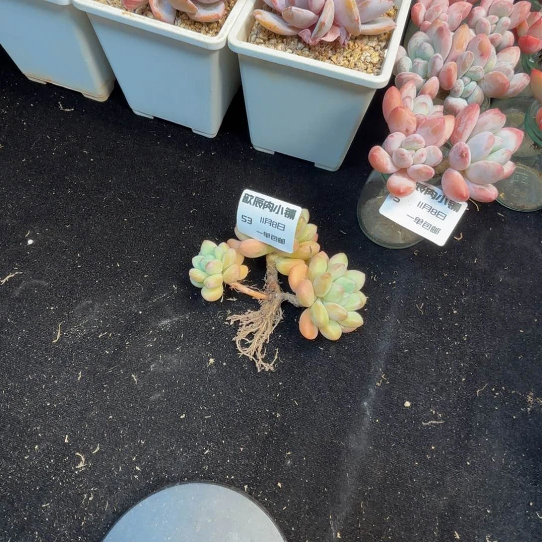大***✨多肉植物  泡泡糖  冠幅10   53