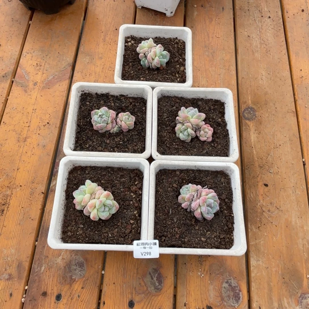 喜****羊多肉植物  冰玉组合  298