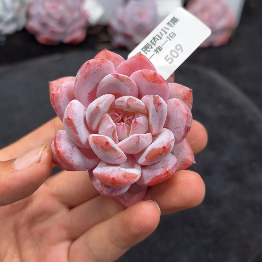 多肉植物  509  糖心橙 冠幅5