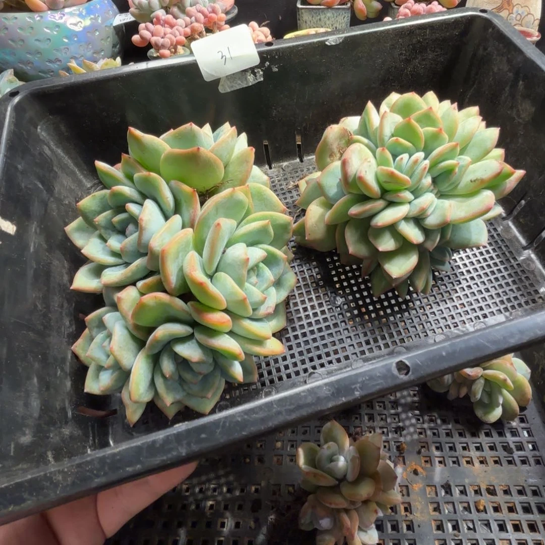 初****多肉植物  泡芙缀➕群