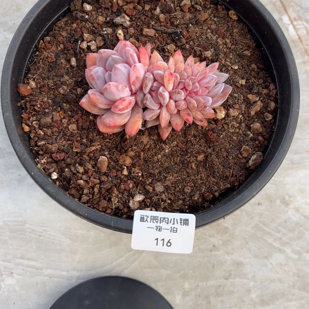多肉植物  116  橙梦露缀  冠幅9