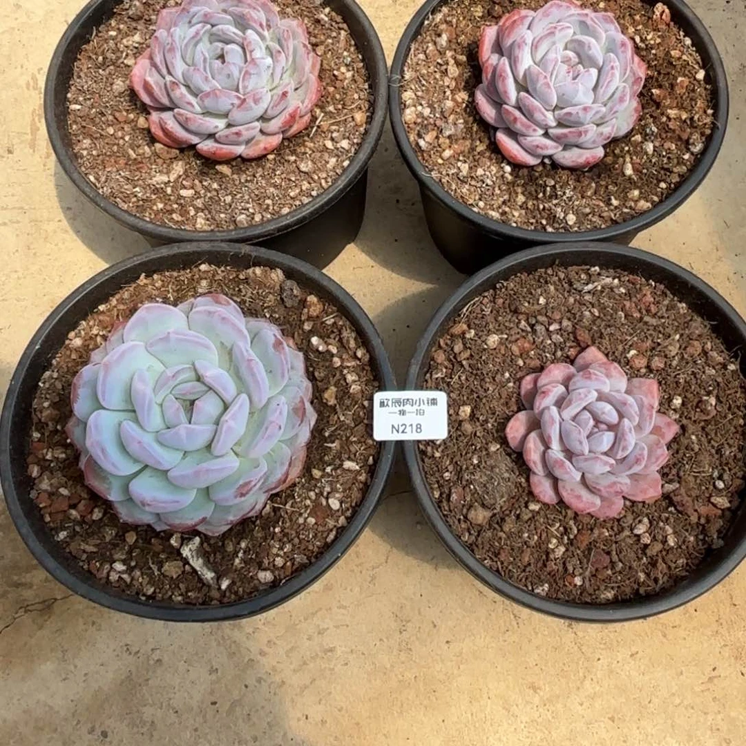 壹*多肉植物   橙梦露单头四颗  冠幅 9  218