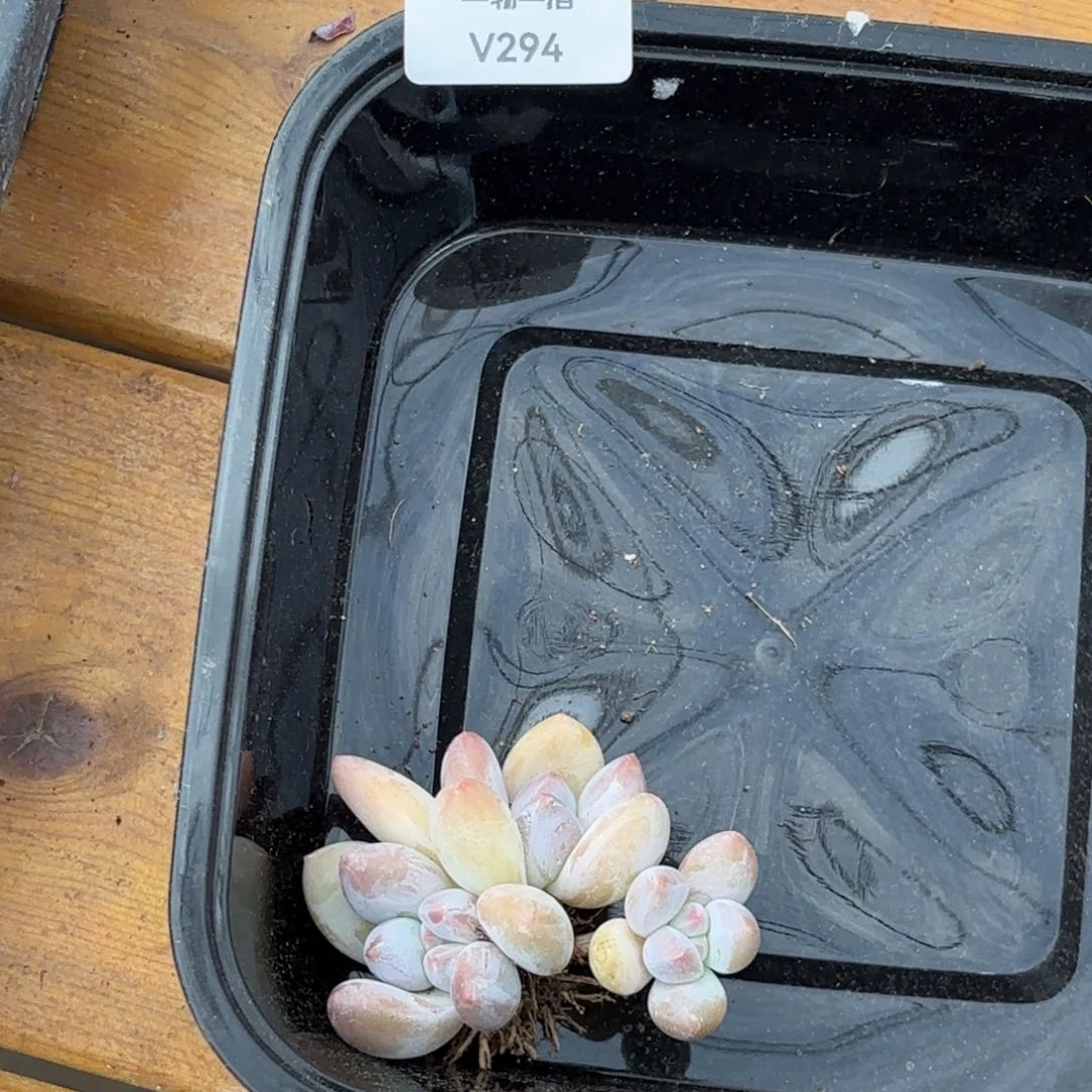 多肉植物  小香水 冠幅6  294量拍随机一颗