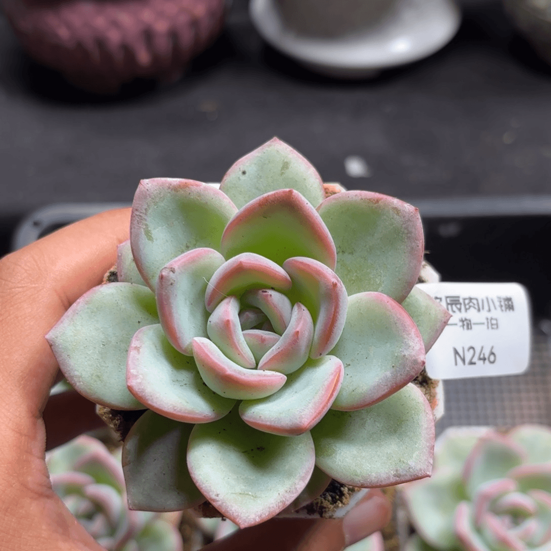 多肉植物  草莓泡芙单头 量拍随机冠幅 5  246