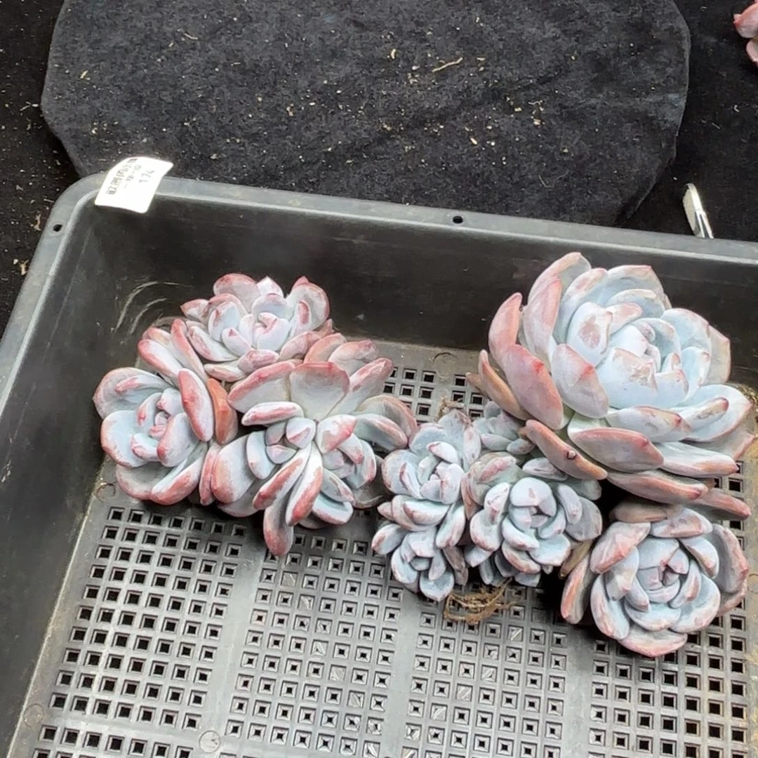 好****?多肉植物  174 两颗  星影