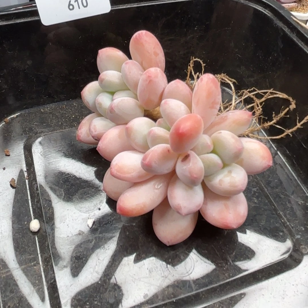 大***✨多肉植物  香水老桩   610