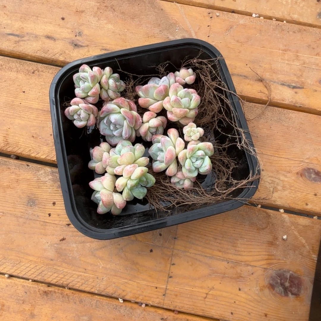 多肉植物  冰玉  262