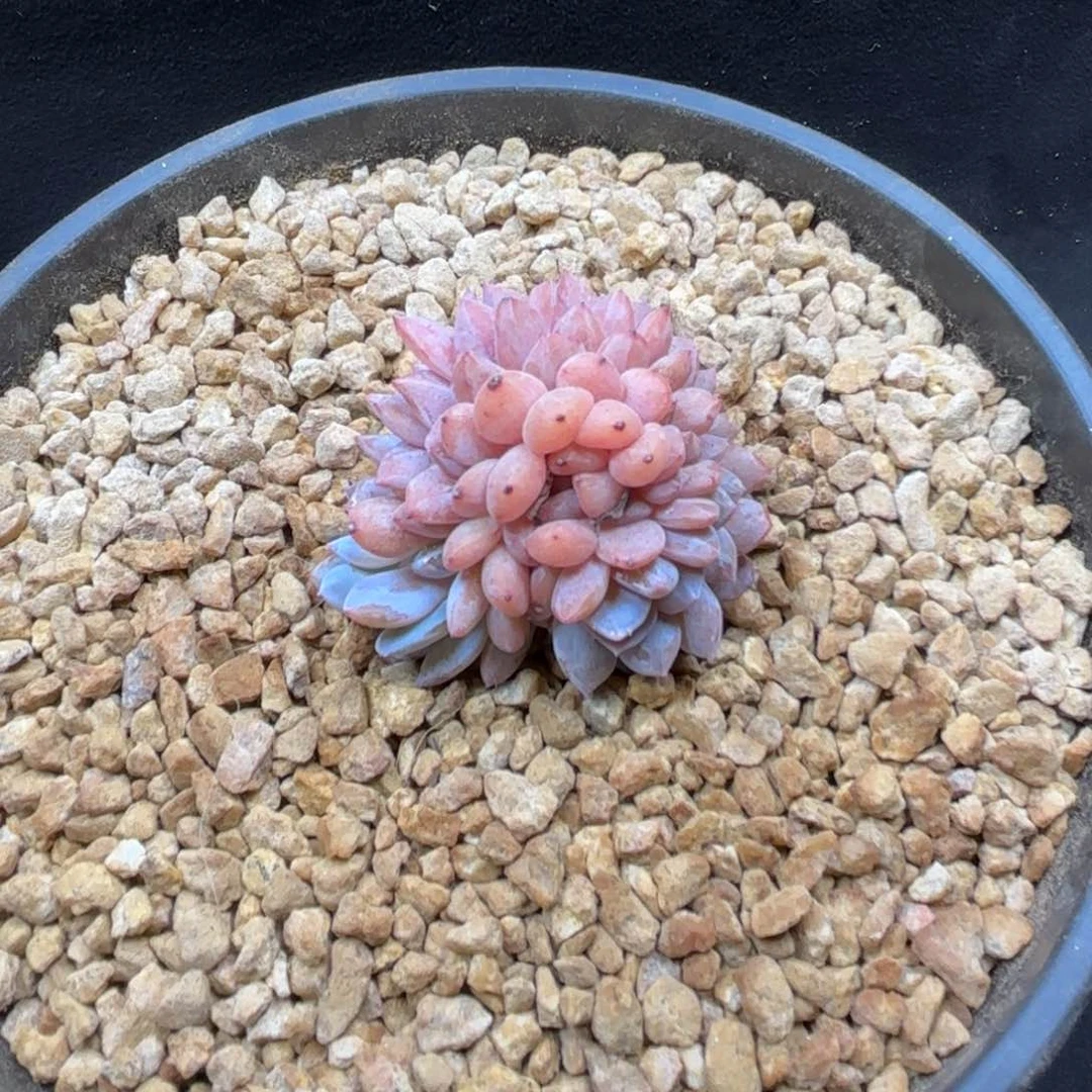 多肉植物 845  橙梦露缀  冠幅5