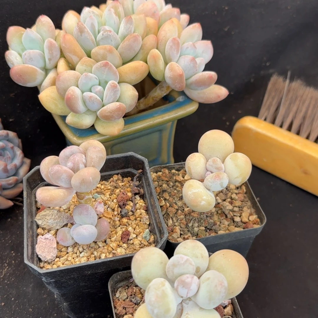 闫*涵多肉植物  366  蛋黄奶3颗一组