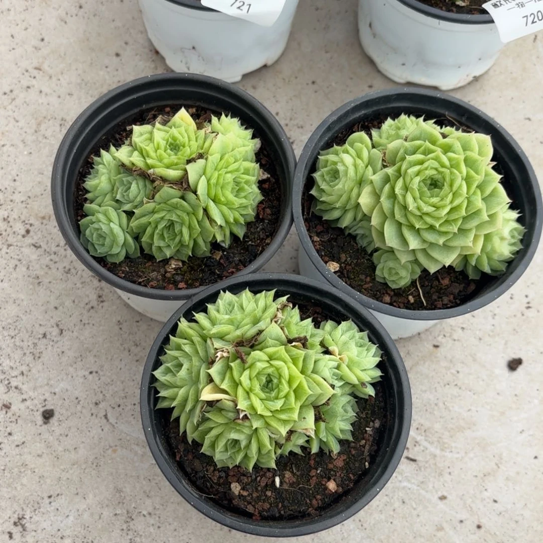 晴*鱼多肉植物  723  麦秆