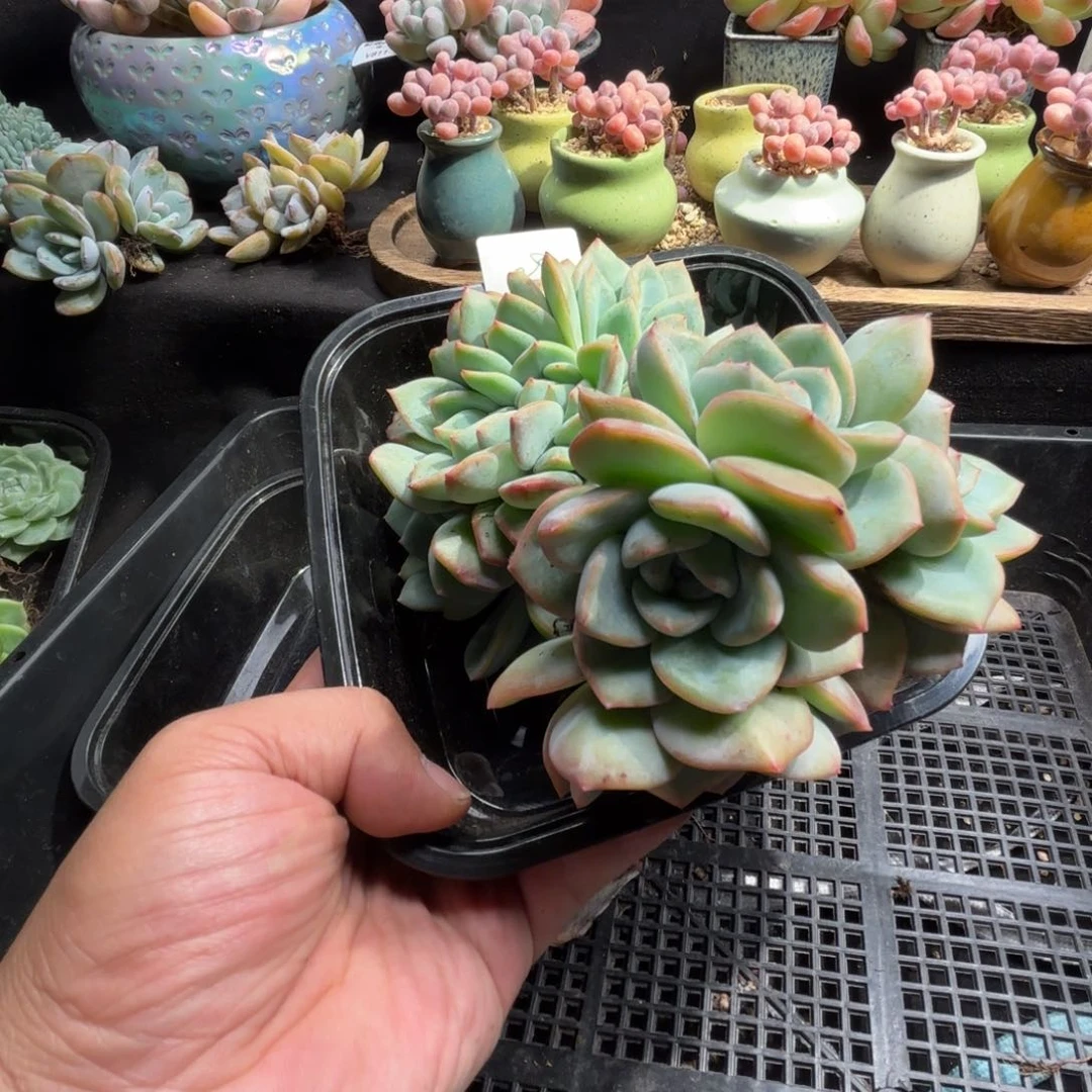 喵***喵多肉植物  泡芙缀➕群  29