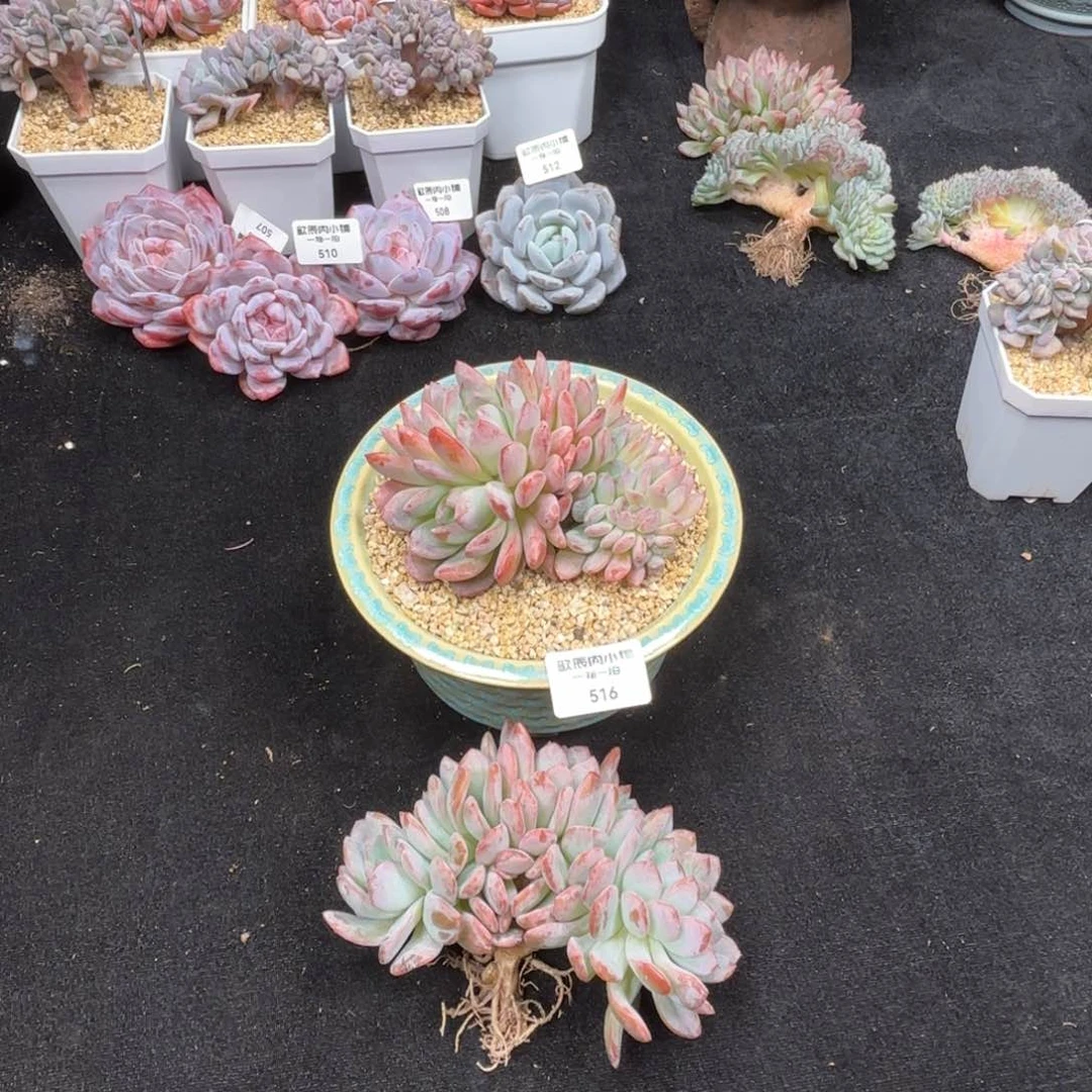 可*多肉植物  516  两颗一组  全明星