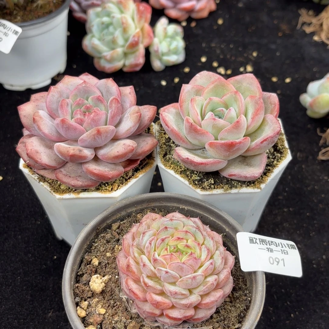 多肉植物    3颗组合  091