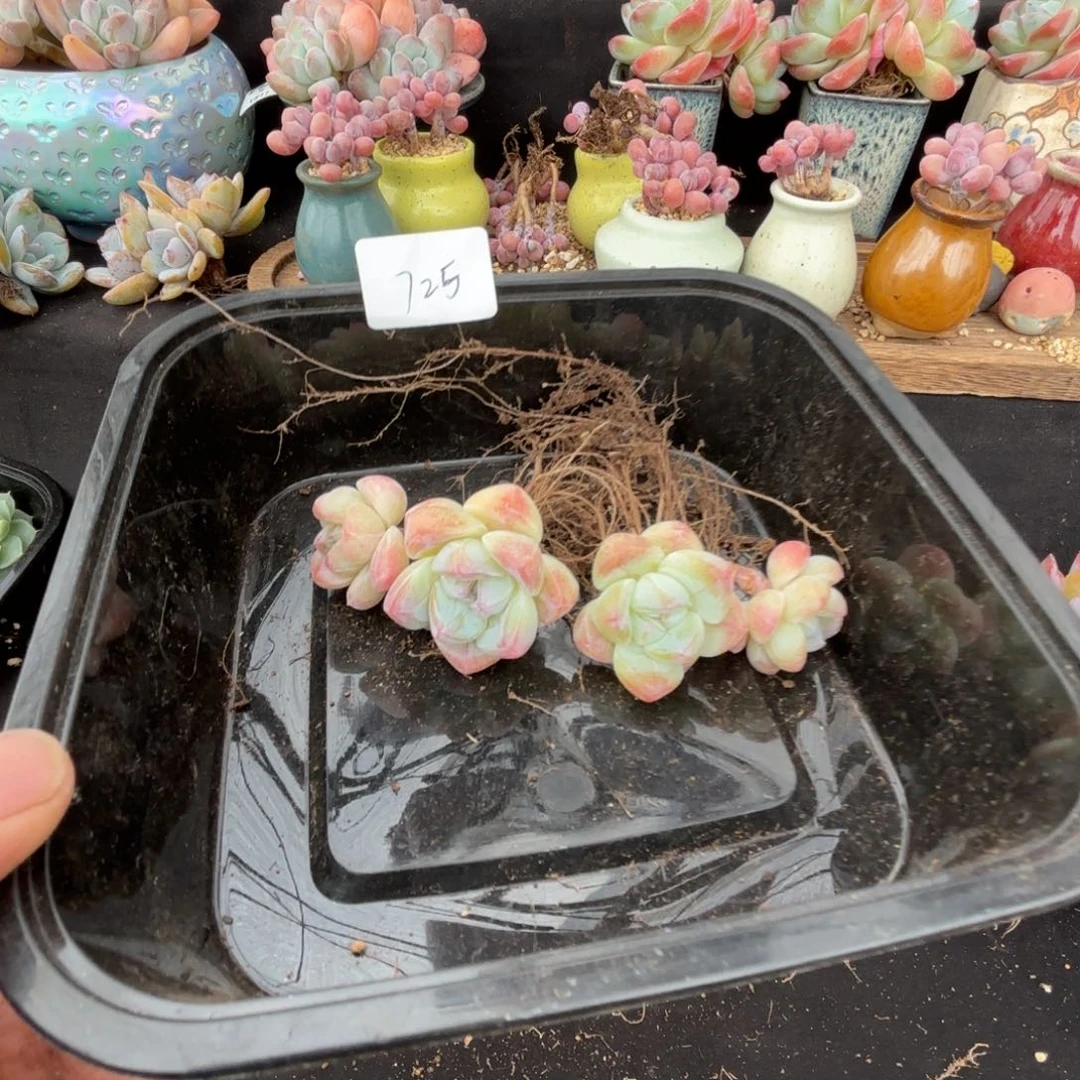 小*F多肉植物  冰玉两颗  725