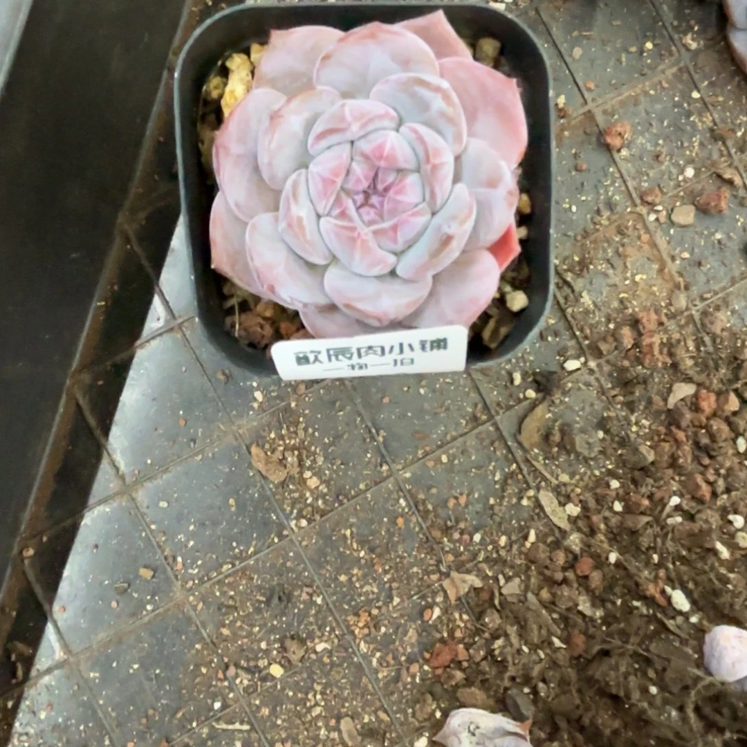 多肉植物  石榴籽单头  5厘米起   550量拍一颗