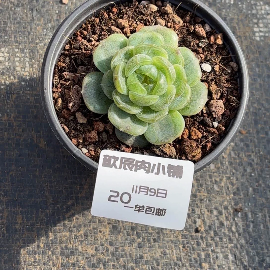 多肉植物  白色恋人  冠幅5  量拍  20