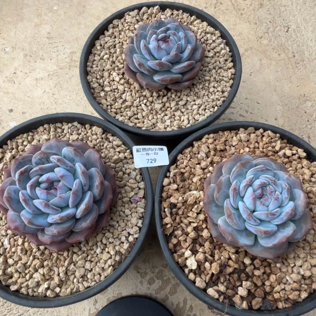 S***e多肉植物  729  星影3颗  10级
