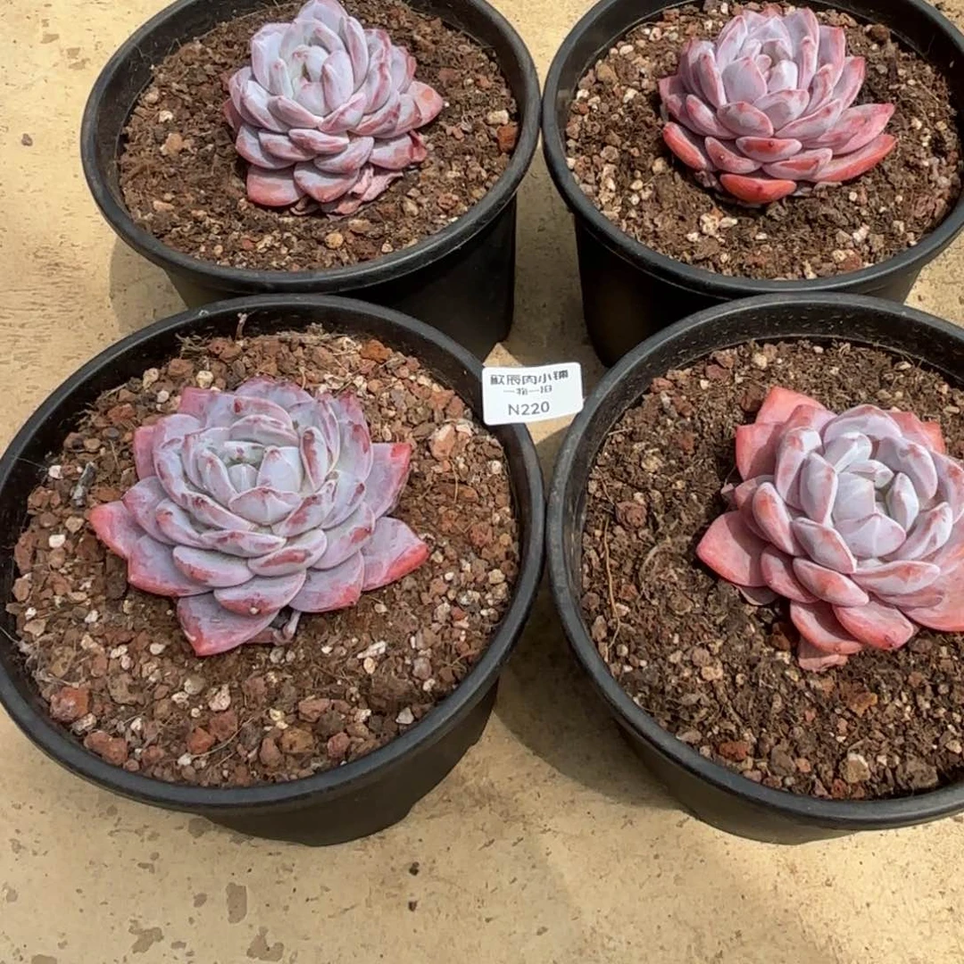 金**王多肉植物  橙梦露单头三颗一组  冠幅7  220
