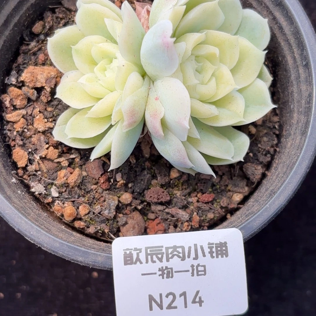 多肉植物  月影锦  冠幅5  量拍随机一颗  214