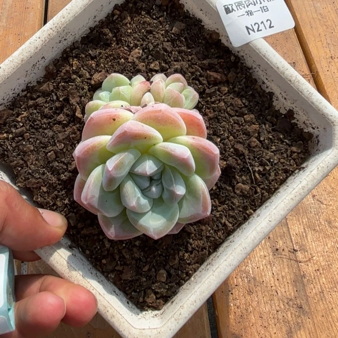 多肉植物  212  冰玉三头 冠幅5