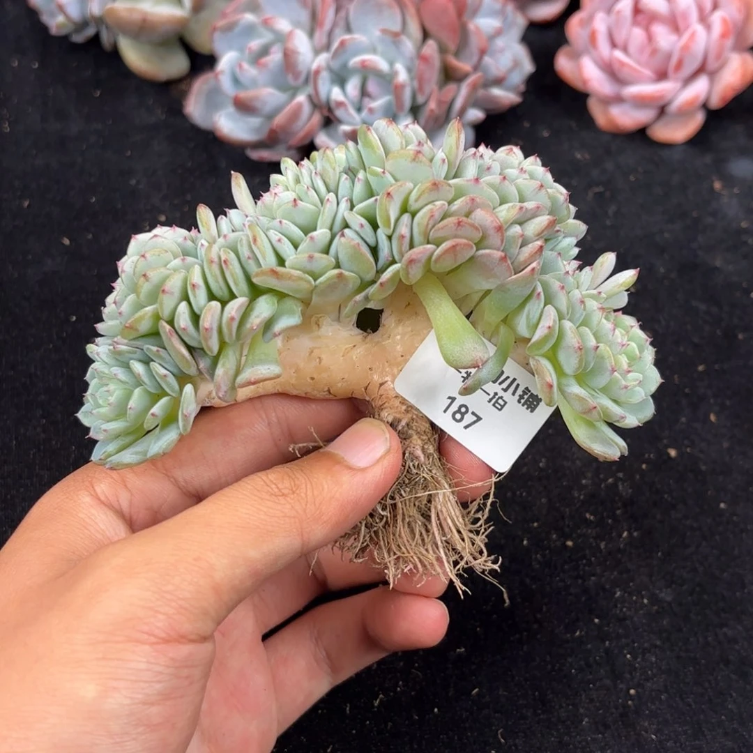 多肉植物 187  白胖子缀 冠幅12