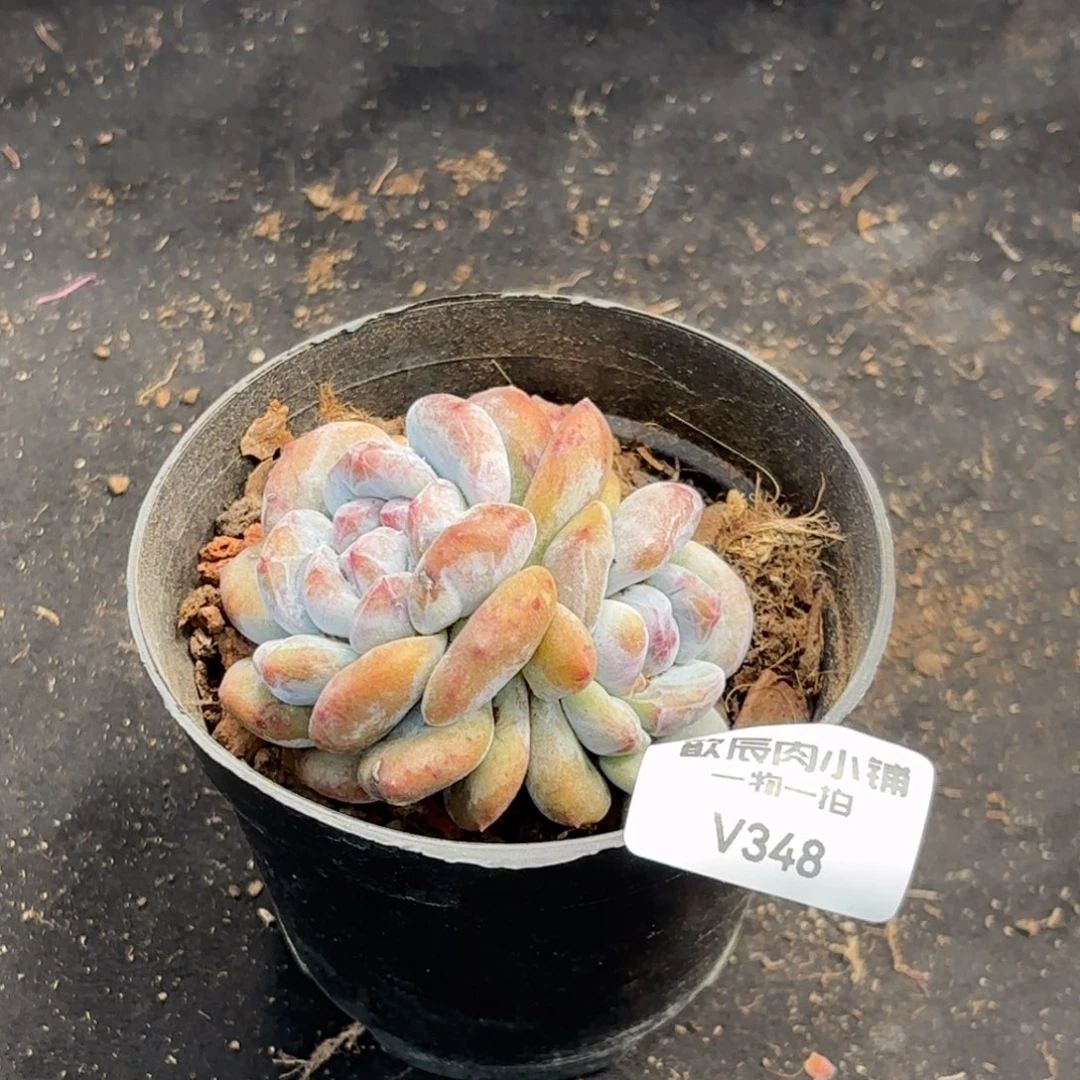 喵***喵多肉植物  348  星影石化  冠幅6