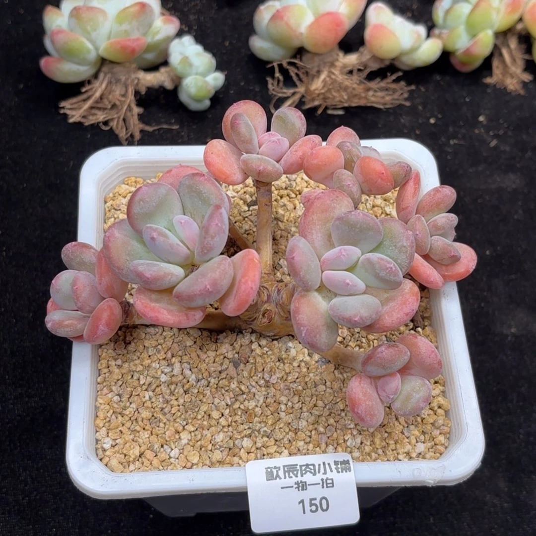 多肉植物  150  灰姑娘  冠幅12