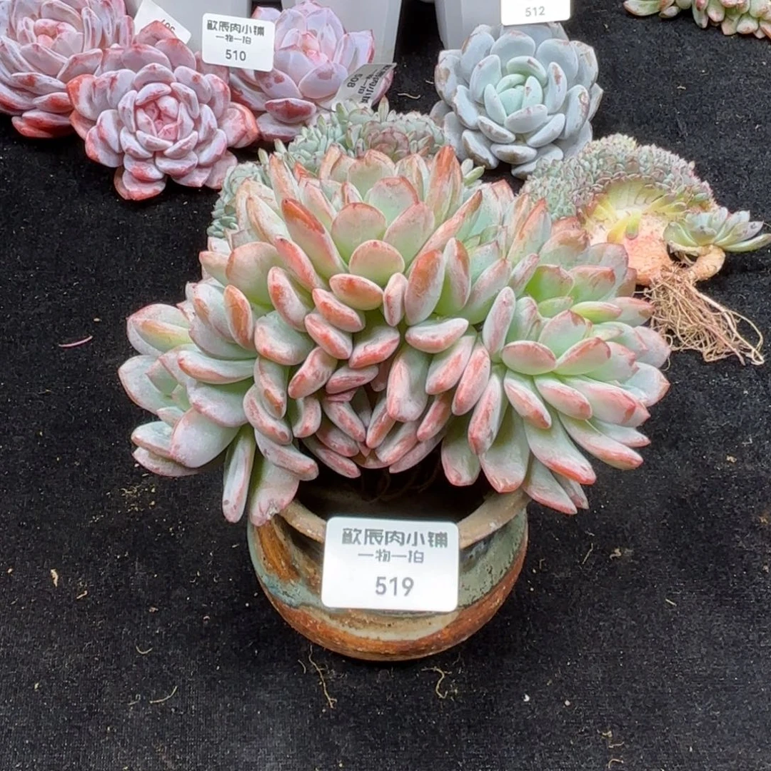 可*多肉植物  519盆