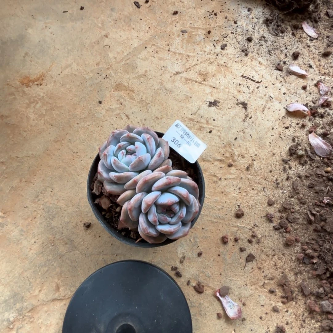小*F多肉植物   石榴籽星影  双头  306