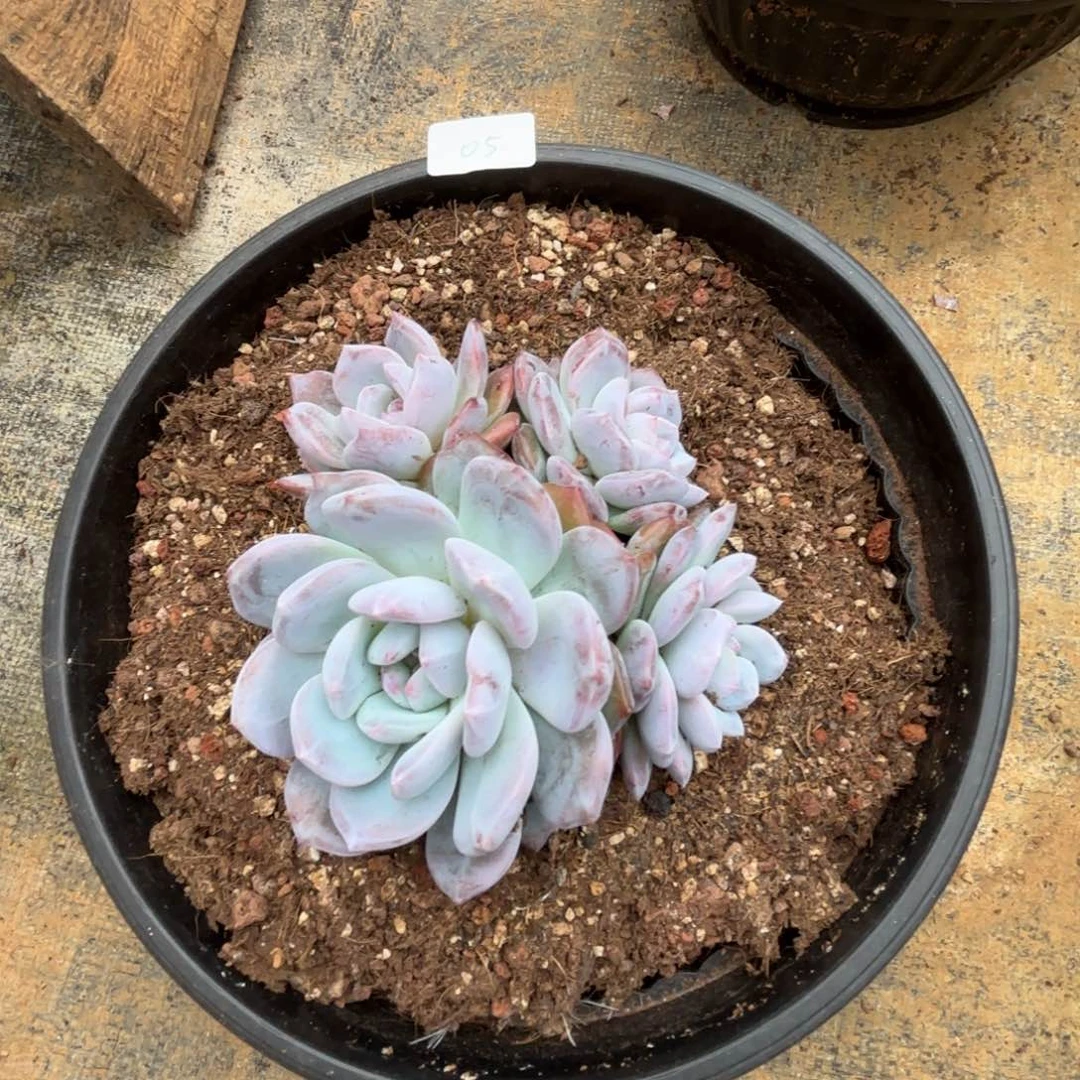 金**王多肉植物  橙梦露星影  05