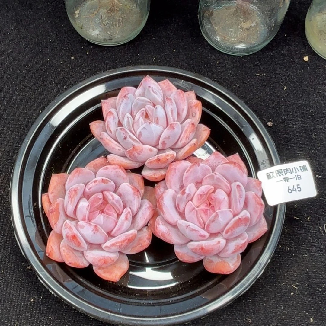 多肉植物 645  糖心橙 冠幅5  3颗