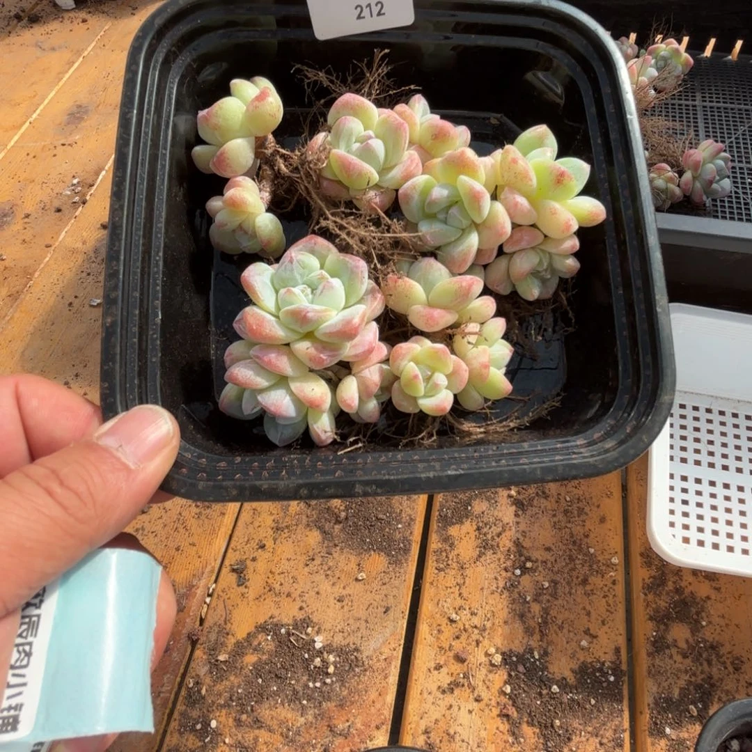 宫*呐多肉植物  冰玉组合5颗  212