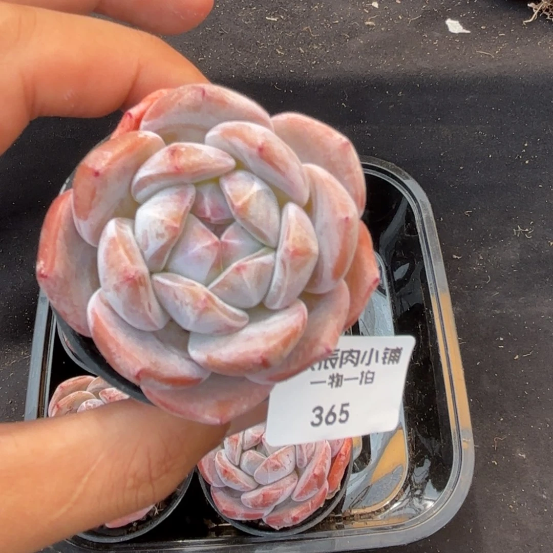 多肉植物  365  橙梦露单头冠幅5 量拍随机一颗