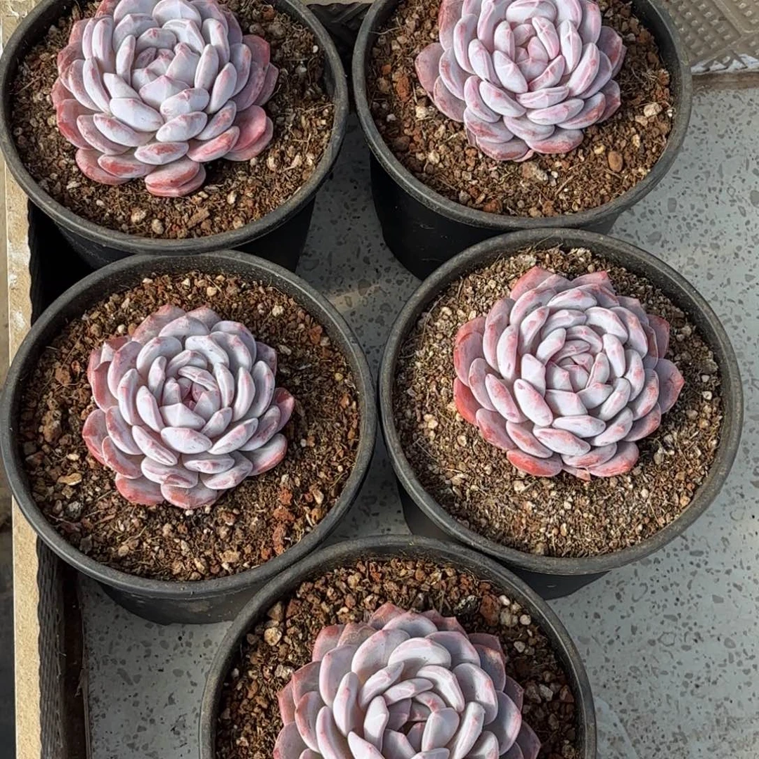 多肉植物  雪天使单头5颗一组冠幅9  048  双11先享