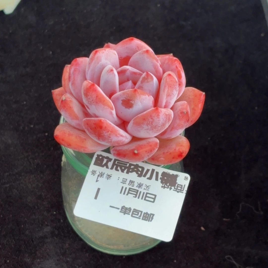 多肉植物  糖心橙  冠幅5  量拍  拍1发2