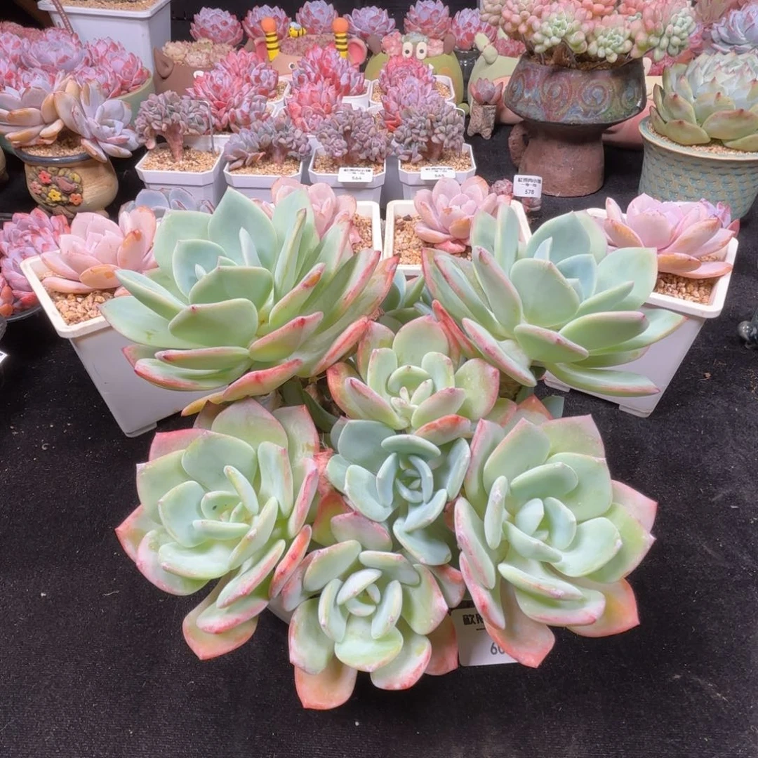 多肉植物  白月光  冠幅20  602